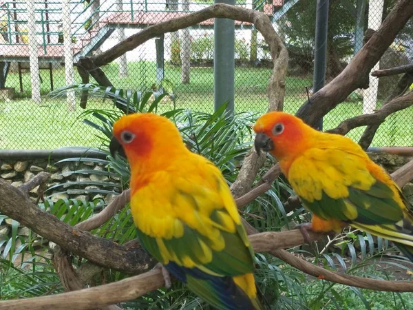 Pássaro Zoológico — Fotografia de Stock