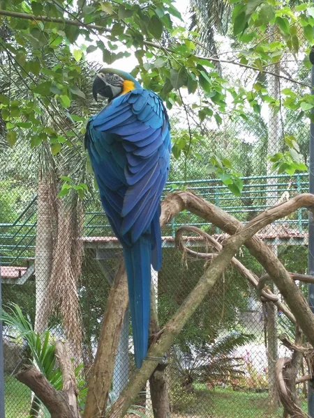 Pássaro Zoológico — Fotografia de Stock