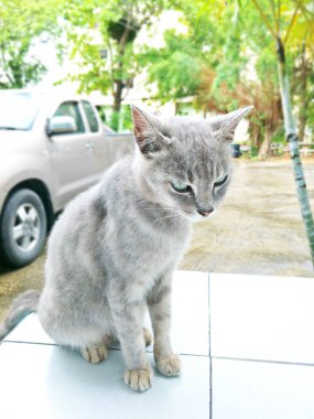 Bir kedi Tayland