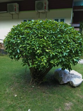 Beyaz arka plan üzerinde izole süs bitkileri