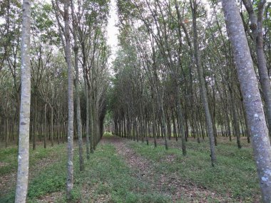 Tarlada lastik ağaçlar