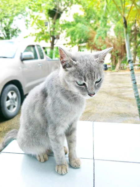 泰国的一只猫 — 图库照片