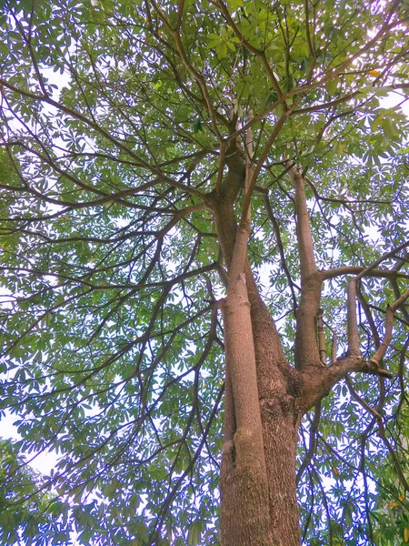 Uma Grande Árvore Jardim — Fotografia de Stock