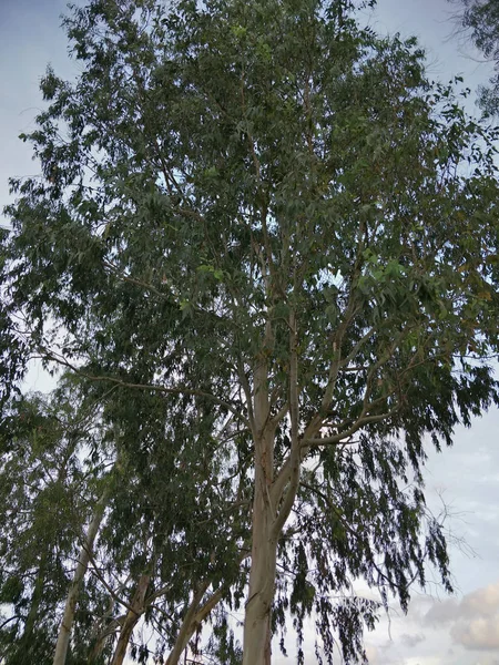 Ein Großer Baum Garten — Stockfoto