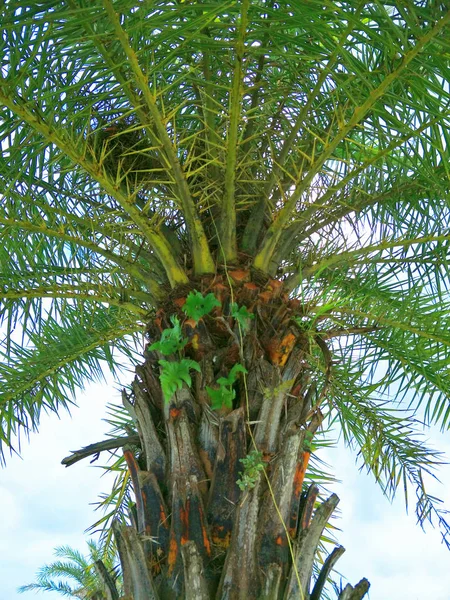 Palm Ogrodzie — Zdjęcie stockowe