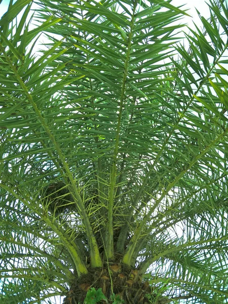 Palm Ogrodzie — Zdjęcie stockowe