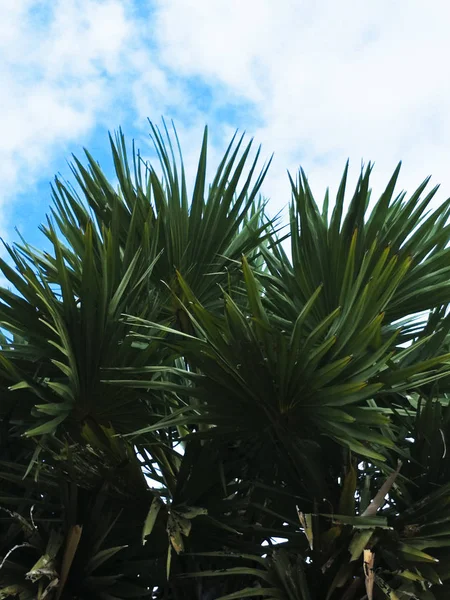 Palm Tuin — Stockfoto