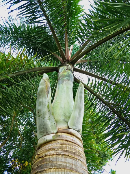棕榈在花园里 — 图库照片