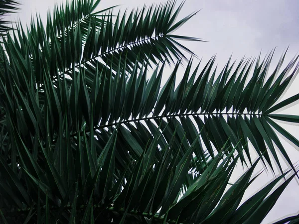 Palm Trädgården — Stockfoto