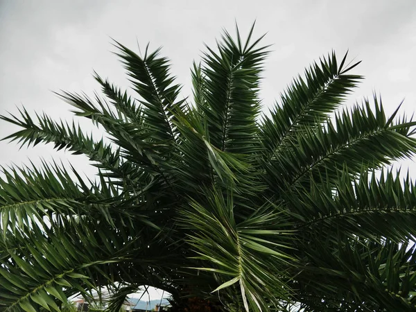 Palm Trädgården — Stockfoto