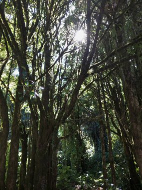 Ormandaki, Chiangmai Tayland