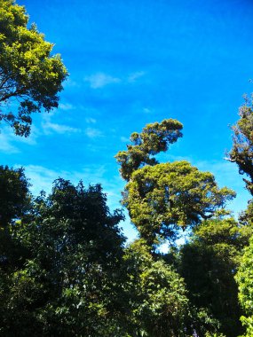 Ormandaki, Chiangmai Tayland