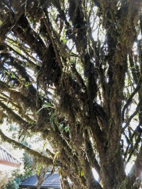 Ormandaki, Chiangmai Tayland