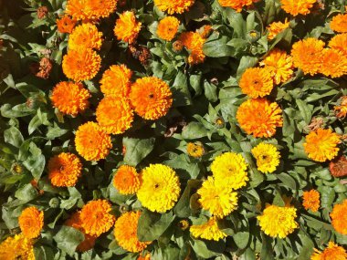  Bahçedeki çiçekler