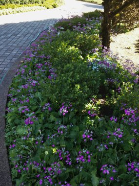  Bahçedeki çiçekler