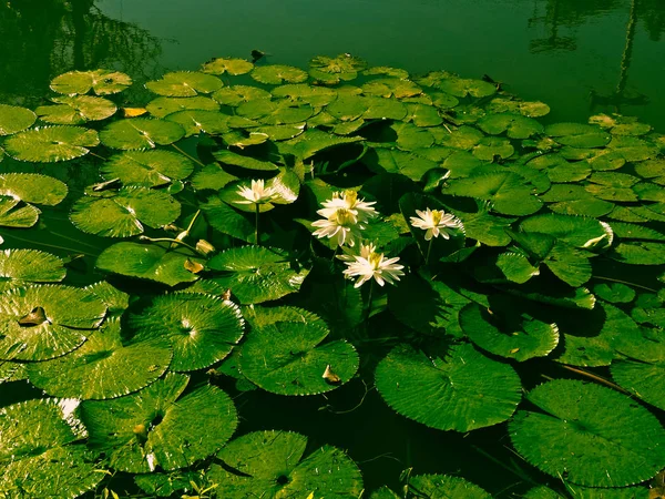 Verse Lotus Het Zwembad — Stockfoto