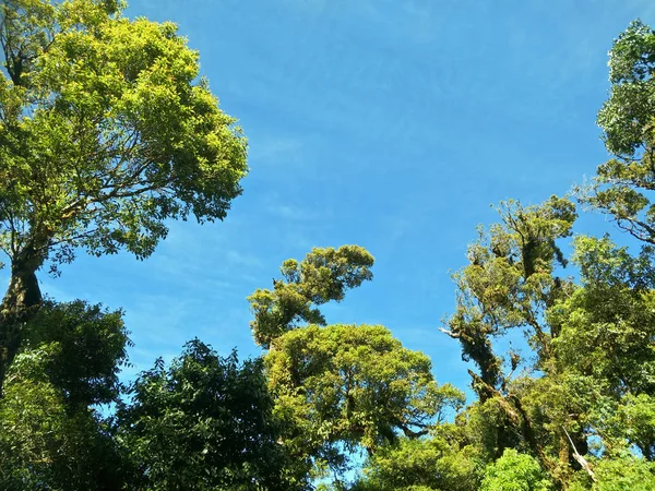 Árvores Floresta Chiangmai Tailândia — Fotografia de Stock