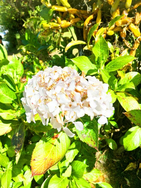 Flores Jardim — Fotografia de Stock