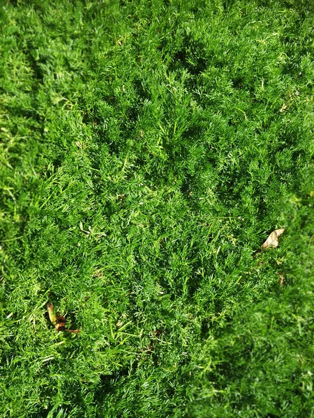 雨季的观赏植物 — 图库照片