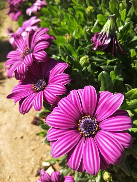 Blommor Trädgården — Stockfoto