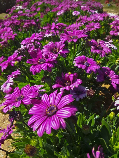 Flowers Garden — Stock Photo, Image