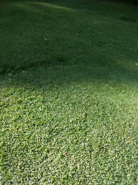 Rumput Bukit — Stok Foto