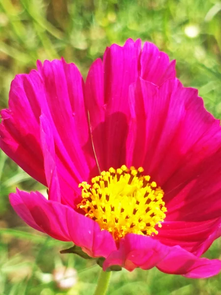 Bahçedeki Çiçek — Stok fotoğraf