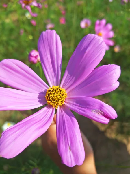 Kwiat Ogrodzie — Zdjęcie stockowe