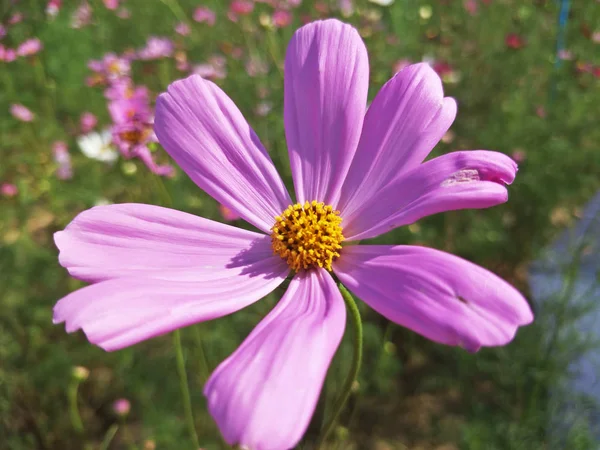 Blomma Trädgården — Stockfoto