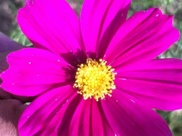 Kwiat Ogrodzie — Zdjęcie stockowe