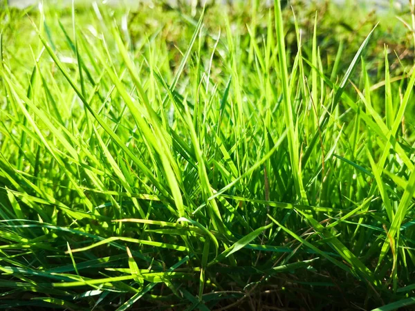 Травяное Поле Саду — стоковое фото