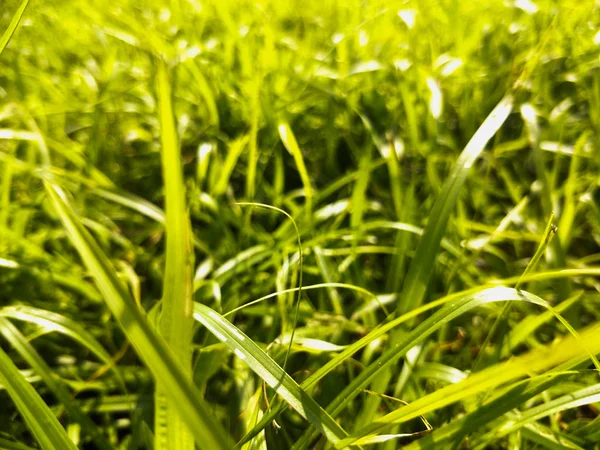 Grass Field Garden — Stock Photo, Image