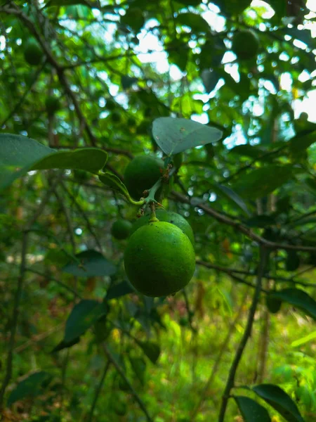 Árbol Pomelo Jardín — Foto de Stock