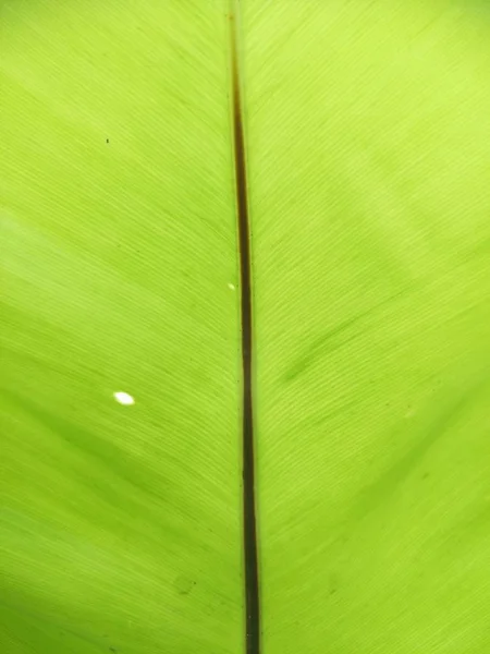 Fresh Banana Leaf Thailand — Stock Photo, Image