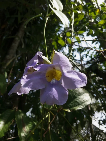 Blomma Trädgården — Stockfoto