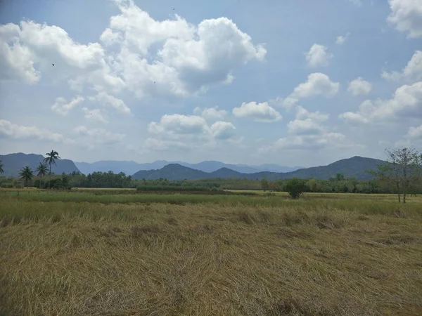 Campo Arroz Tailândia — Fotografia de Stock