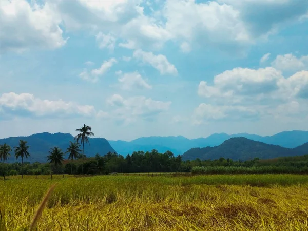 Rice Field Thailand — Stock Photo, Image