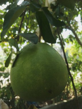 bir bahçe büyük greyfurt