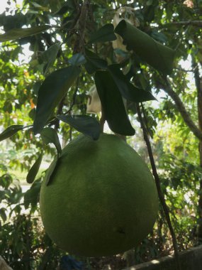 bir bahçe büyük greyfurt