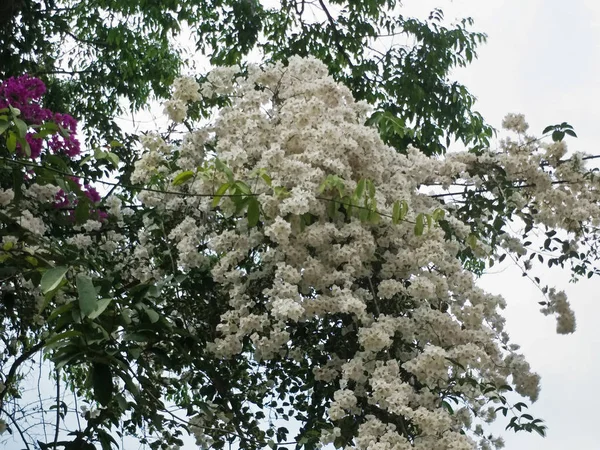 Blomma Trädgården — Stockfoto