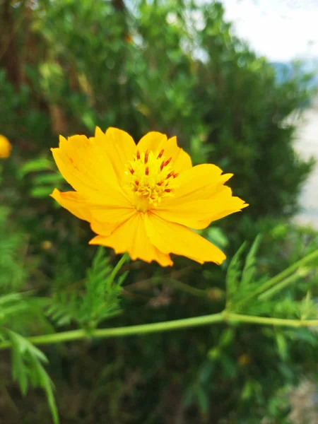 Blume Garten — Stockfoto