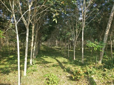 kauçuk ağacı bir Bahçe