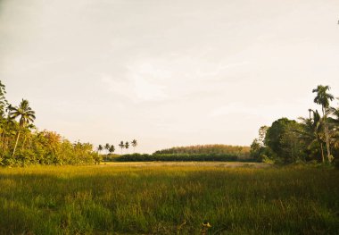 Tayland 'daki pirinç tarlası