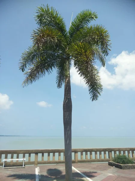 Palm Lakeside — Stockfoto
