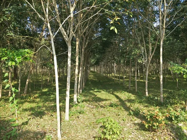 Pohon Karet Taman — Stok Foto