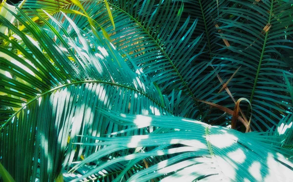 Folha Palmeira Meu Jardim — Fotografia de Stock