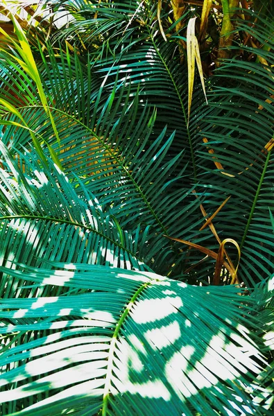 Folha Palmeira Meu Jardim — Fotografia de Stock