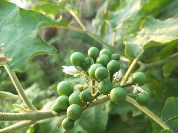 Groente Tuin — Stockfoto