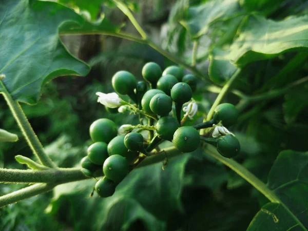 Vegetal Jardín — Foto de Stock