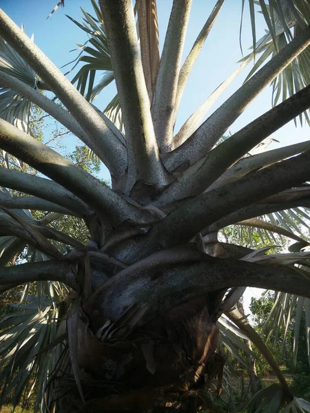 Palmträd Och Löv — Stockfoto